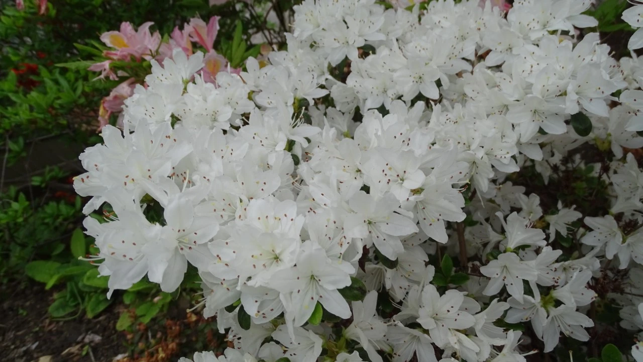 'Kermesinum Album'